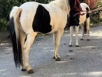Égua, Cavalos — foto 5
