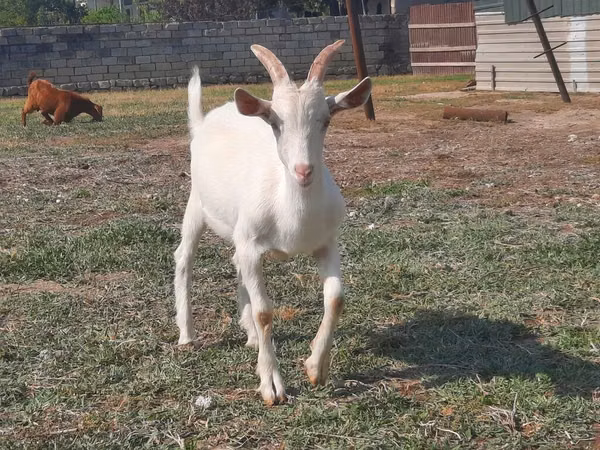 Boucs, Saanen goat