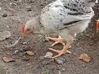 Chickens — foto 5
