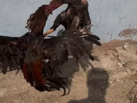 Chickens — Foto 2