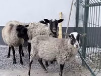 Beran, Hissar sheep — foto 2