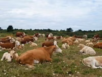 Býk, Simmental cattle — foto 2