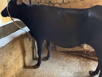 Vaca, Russian Black pied cattle — foto 5