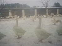 Chickens — Foto 2