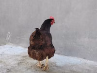 Chickens — zdjęcie 3
