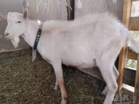 Cabro, Saanen goat — foto 3