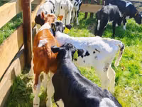 Bydło (partia, płeć nieokreślona), Russian Black pied cattle — zdjęcie 4