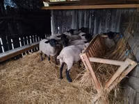 Ovelhas (lote, sexo não especificado), White Suffolk sheep — foto 6