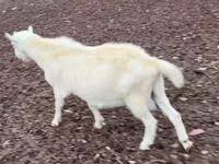 Oğlak, Saanen goat — foto 3