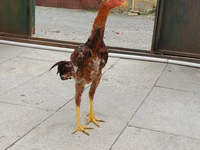 Chickens — 1-rasm