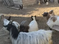 Oğlak, Keçiler — foto 3