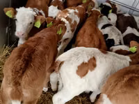 Skot (série, pohlaví neuvedeno), Simmental cattle — foto 6