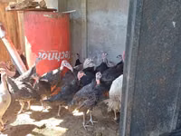 Turkeys — 2-rasm