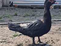 Ducks — الصورة 4