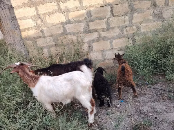 Echki, Echkilar