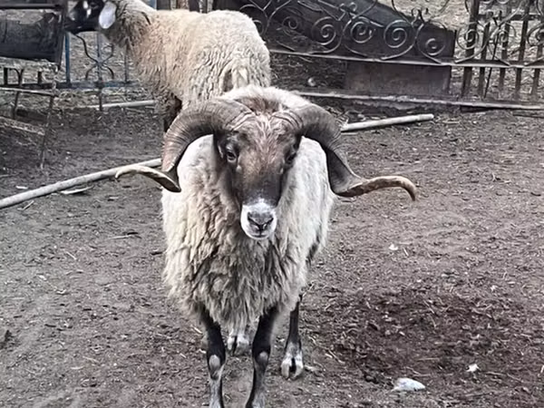 Beran, Ovce — Ázerbájdžán