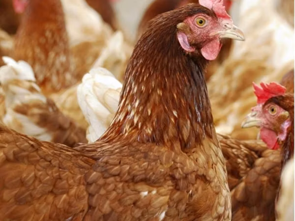Chickens — रूस