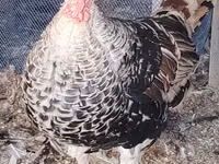 Turkeys — Foto 4