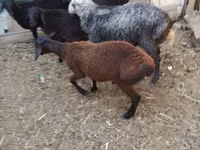 Baran, Arabi sheep — zdjęcie 7
