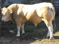 Бұқа, Blonde d’Aquitane cattle — 1-сурет