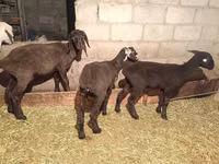 Cabra, Cabras — foto 1