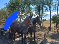 Yegua, Caballos — foto 2
