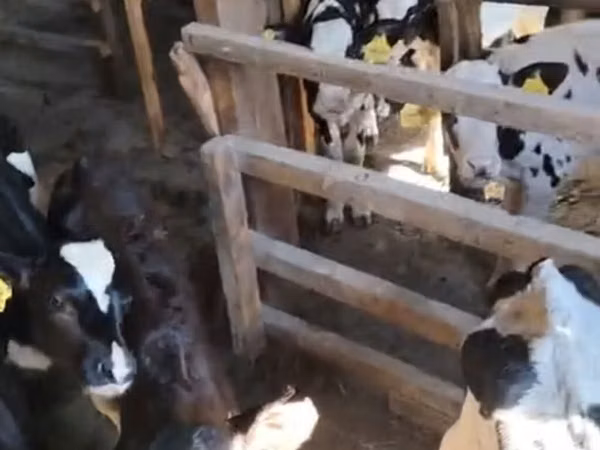 Taureau, Race Holstein
