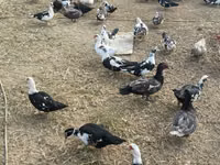 Ducks — الصورة 3