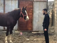 Konie (partia, płeć nieokreślona), Mustang — zdjęcie 2