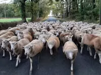 Qoyun, Ile-de-France sheep — foto 5