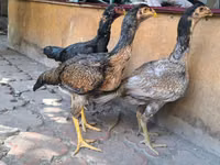 ஆஸ்திரேலியன் கேம் — புகைப்படம் 5