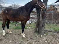 حصان, Arabian horse — الصورة 2