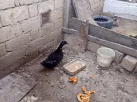 Ducks — Foto 6