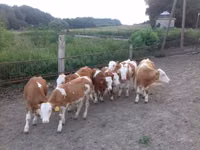 Býk, Simmental cattle — foto 2