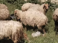 Qoyunlar (partiya, cinsi göstərilməyib), Qoyunlar — foto 2