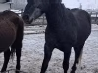 At, Lipizzaner — foto 3
