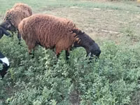 公羊, Sheep — 照片 2