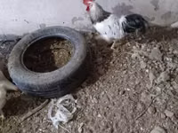 Chickens — foto 1