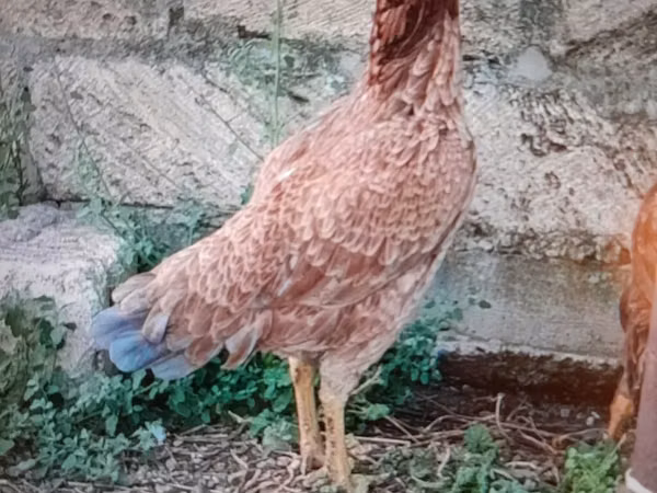 Chickens