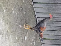 Chickens — photo 8