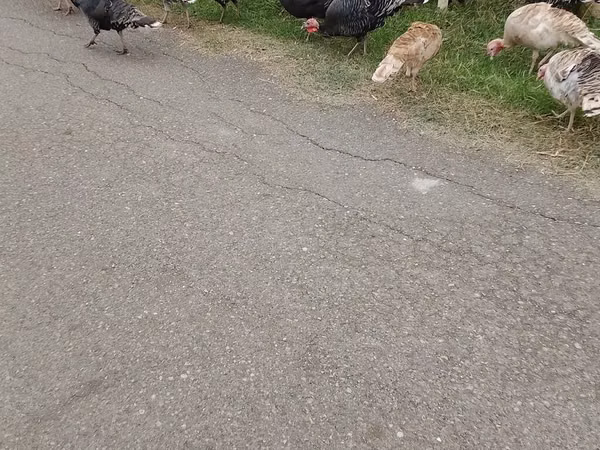 Turkeys