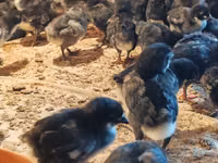 Avstraliya Pit Game quşu — foto 3