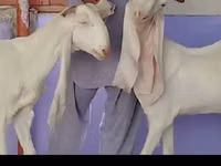 雌ヤギ, Gulabi goats — 写真 2