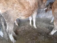 Vaca, Bovinos — foto 1