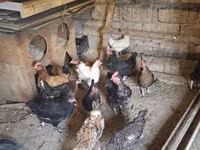 Chickens — புகைப்படம் 2