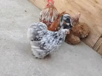 Chickens — zdjęcie 1