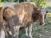 İnek, Simmental cattle — foto 4