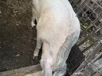 Sow, Pigs — photo 6