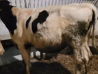 Bulle, Simmental cattle — Foto 2