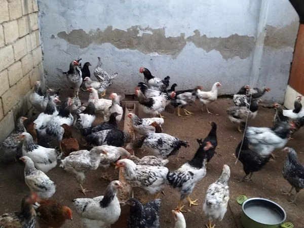 Chickens